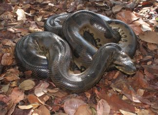 Força e agilidade: sucuris estão entre as maiores cobras do mundo