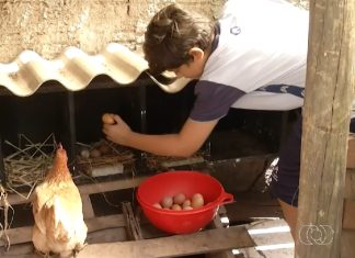 Menino de 11 anos vira exemplo de empreendedorismo com produção de ovos em Palmas