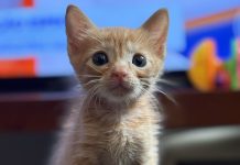 Estamos perto de entender o que os animais querem dizer para nós?