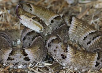 Jararaca, cascavel e outras: veja quais são as serpentes que mais causam acidentes no Tocantins