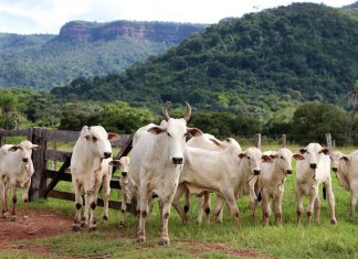 Do campo até a mesa: entenda como vai funcionar projeto de rastreamento de gado no Tocantins