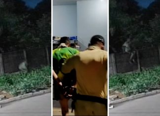 Suspeito de matar pitbull ao invadir casa no TO é encontrado em cemitério com marcas de mordidas