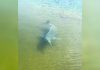 Boto surpreende pescador ao cercar barco e espantar peixes no TO; VÍDEO
