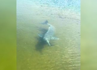 Boto surpreende pescador ao cercar barco e espantar peixes no TO; VÍDEO