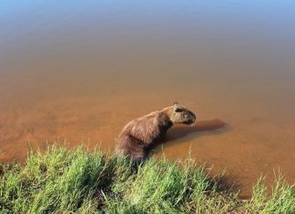 Capivara fica paraplégica após ser baleada em Araguaína