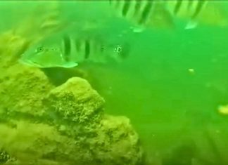 Mergulhador mostra vida, peixes e paisagens escondidas no fundo do Lago de Palmas; VÍDEO