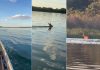 Cervo chama atenção de pescadores ao atravessar Rio Tocantins a nado; VÍDEO