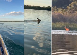 Cervo chama atenção de pescadores ao atravessar Rio Tocantins a nado; VÍDEO