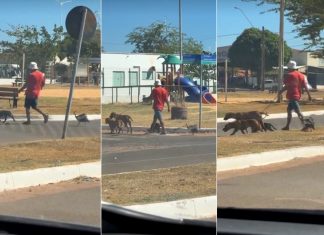 Galinha-d’angola acompanha cachorros durante passeio e cena inusitada chama atenção; VÍDEO