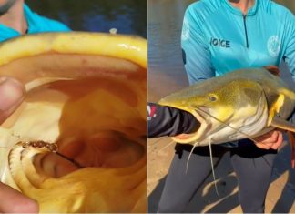 Guia coloca mão no estômago de pirarara para retirar anzol e salvar peixe no TO: ‘Tinha engolido’, afirma