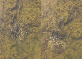 Pescadores registram arraia nadando com tucunarés em águas cristalinas no Rio Tocantins; VÍDEO