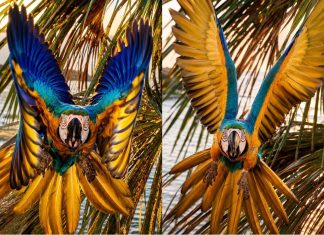 Arara-canindé é fotografada alçando voo majestoso para tentar “espantar” drone em orla de praia no TO; VÍDEO