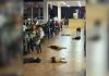 Quem manda aqui? Grupo de cães se espalha em frente a posto no TO e viraliza pela calma