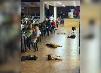 Quem manda aqui? Grupo de cães se espalha em frente a posto no TO e viraliza pela calma