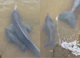 Filhote de boto nada ao lado da mãe e encanta em cena de ‘fofura’ no Rio Araguaia; VÍDEO