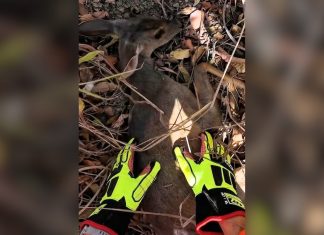 Filhote de veado-mateiro ‘chora’ durante resgate, mas não resiste e morre; VÍDEO